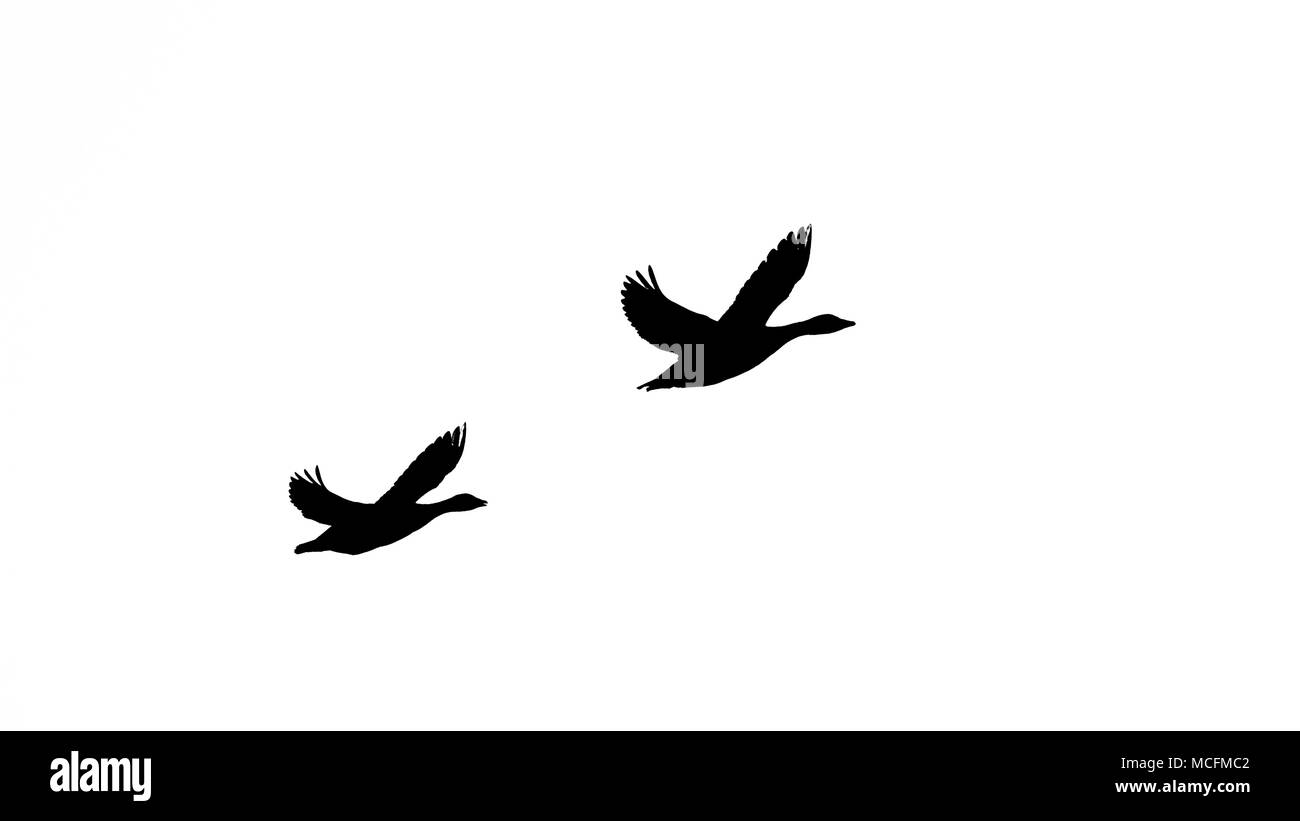 Le mâle et femelle oie cendrée (Anser anser) vol dans silhuette en noir et blanc Banque D'Images