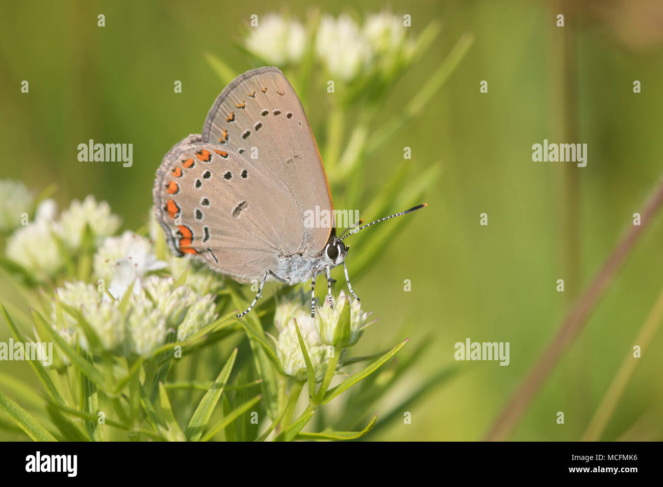 03152-00611 Coral Hairstreak (Satyrium titus) sur la montagne élancée (Pycnanthemum tenuifolium) Reynolds Co, MO Banque D'Images