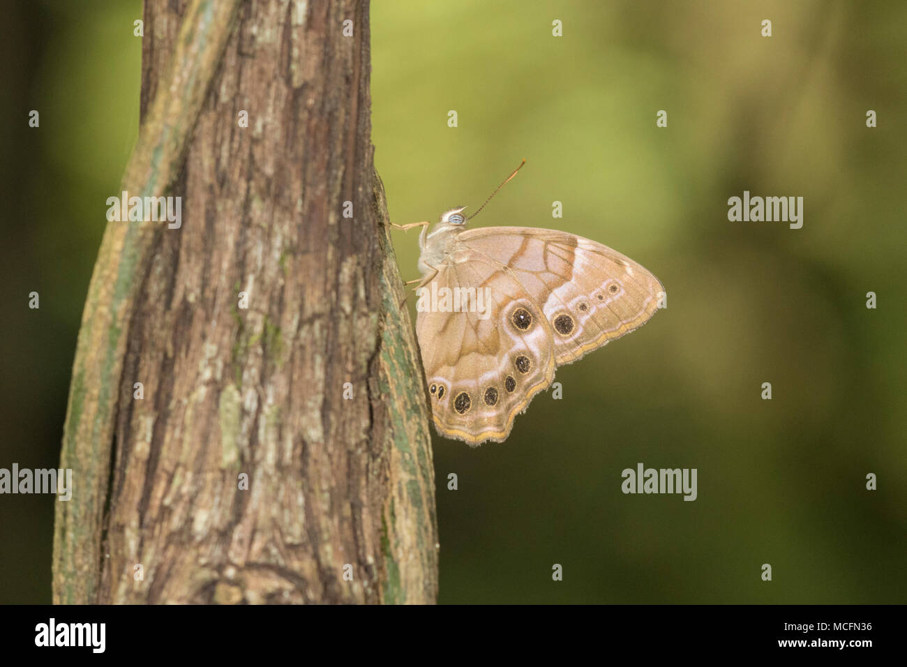 03481-00103 (Pearly-Eye Sud Enodia portlandia) Big Oak Tree State Park Mississippi Comté, MO Banque D'Images