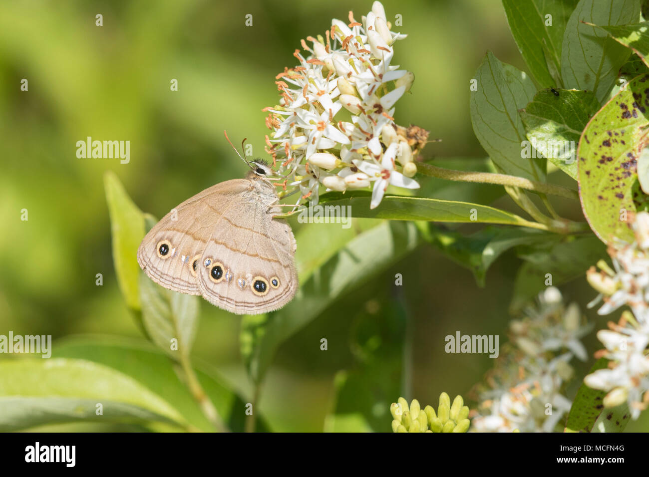 03493-00203 peu Wood-Satyr (Megisto cymela) sur Swamp cornouillers (Cornus racemosa) Reynolds Co. MO Banque D'Images