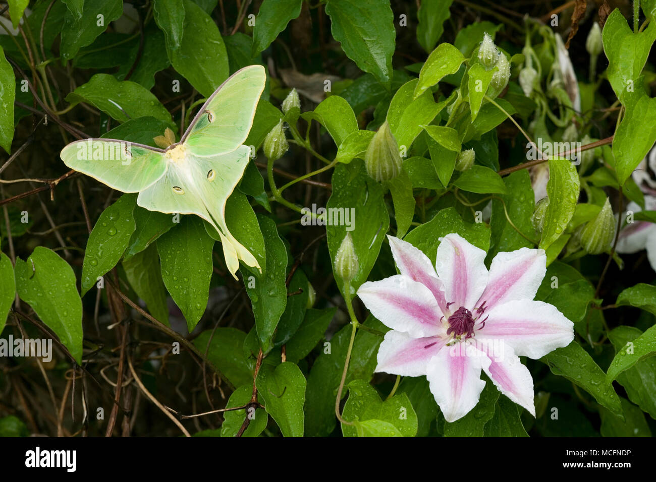 04000-002.15 Luna Moth (Actias luna) sur Carnaby Clematis (Clematis sp) Marion Co. IL Banque D'Images