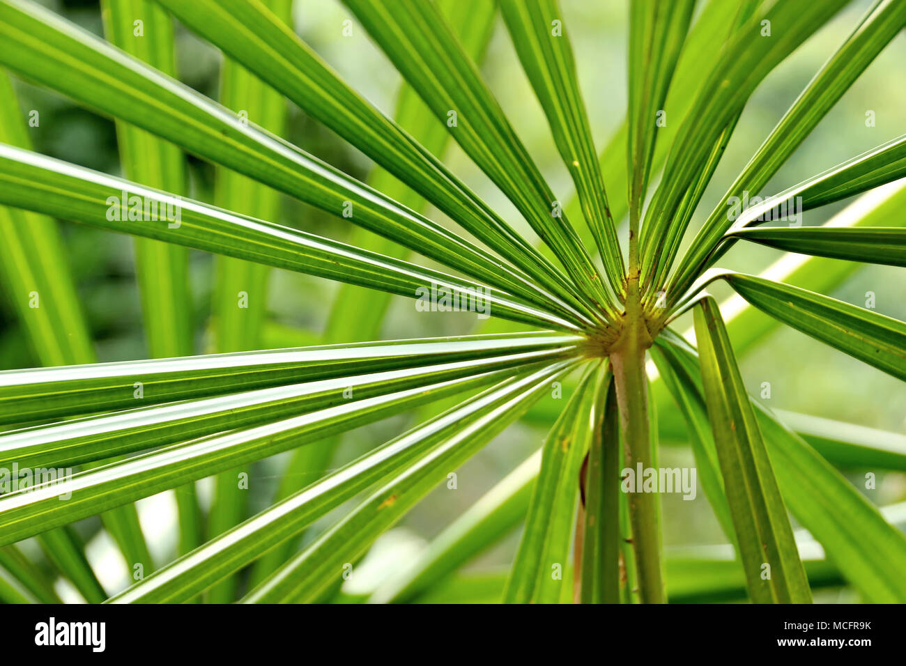 Green palm tree leaf background Banque D'Images