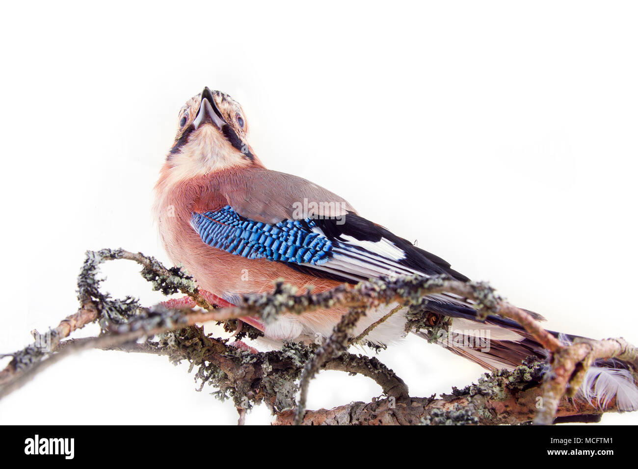 Jay Commun Garrulus Glandarius Oiseau Sur Fond Blanc