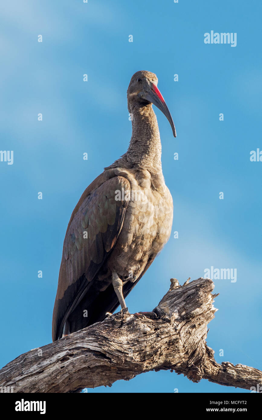 (BOSTRYCHIA HAGEDASH Ibis hagedash) perché sur BRANCHE D'ARBRE, Zambie Banque D'Images