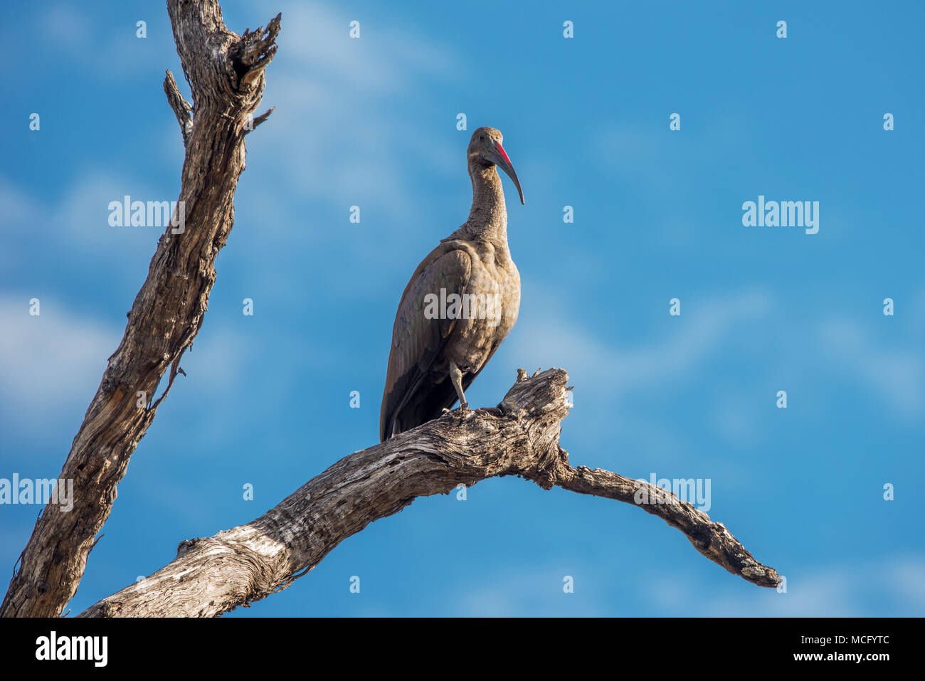(BOSTRYCHIA HAGEDASH Ibis hagedash) perché sur BRANCHE D'ARBRE, Zambie Banque D'Images