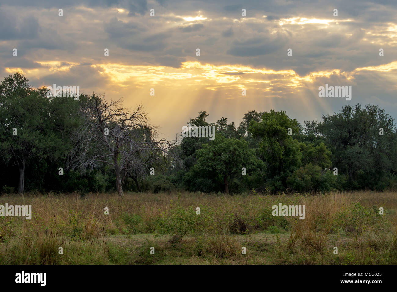 De beaux rayons de soleil qui brille à travers les nuages au-dessus de la savane africaine, la Zambie Banque D'Images