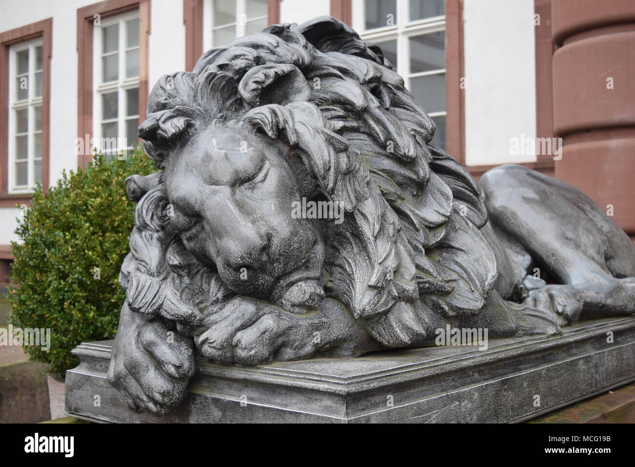 The Lion Sleeps Tonight Banque D'Images