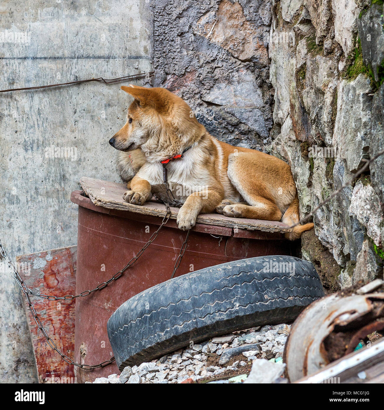 Un chien de garde de couleur d'or couché sur un morceau de bois entre les quelques gravats. Le chien est enchaîné à un mur et est attentif à ses alentours. Banque D'Images