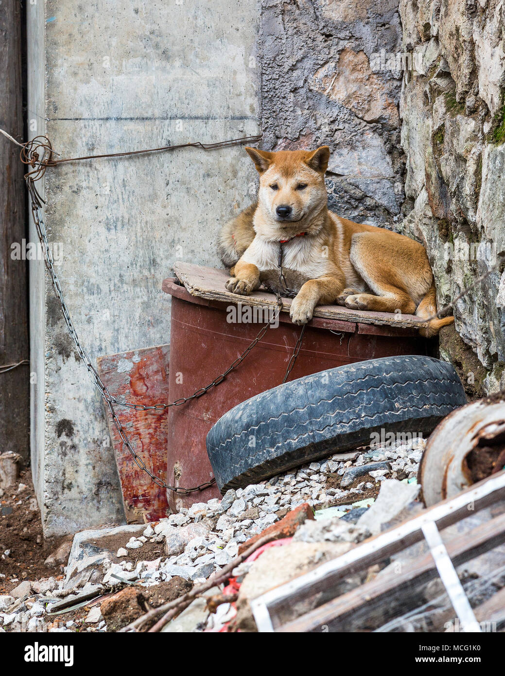 Un chien de garde de couleur d'or couché sur un morceau de bois entre les quelques gravats. Le chien est enchaîné à un mur et est attentif à ses alentours. Banque D'Images