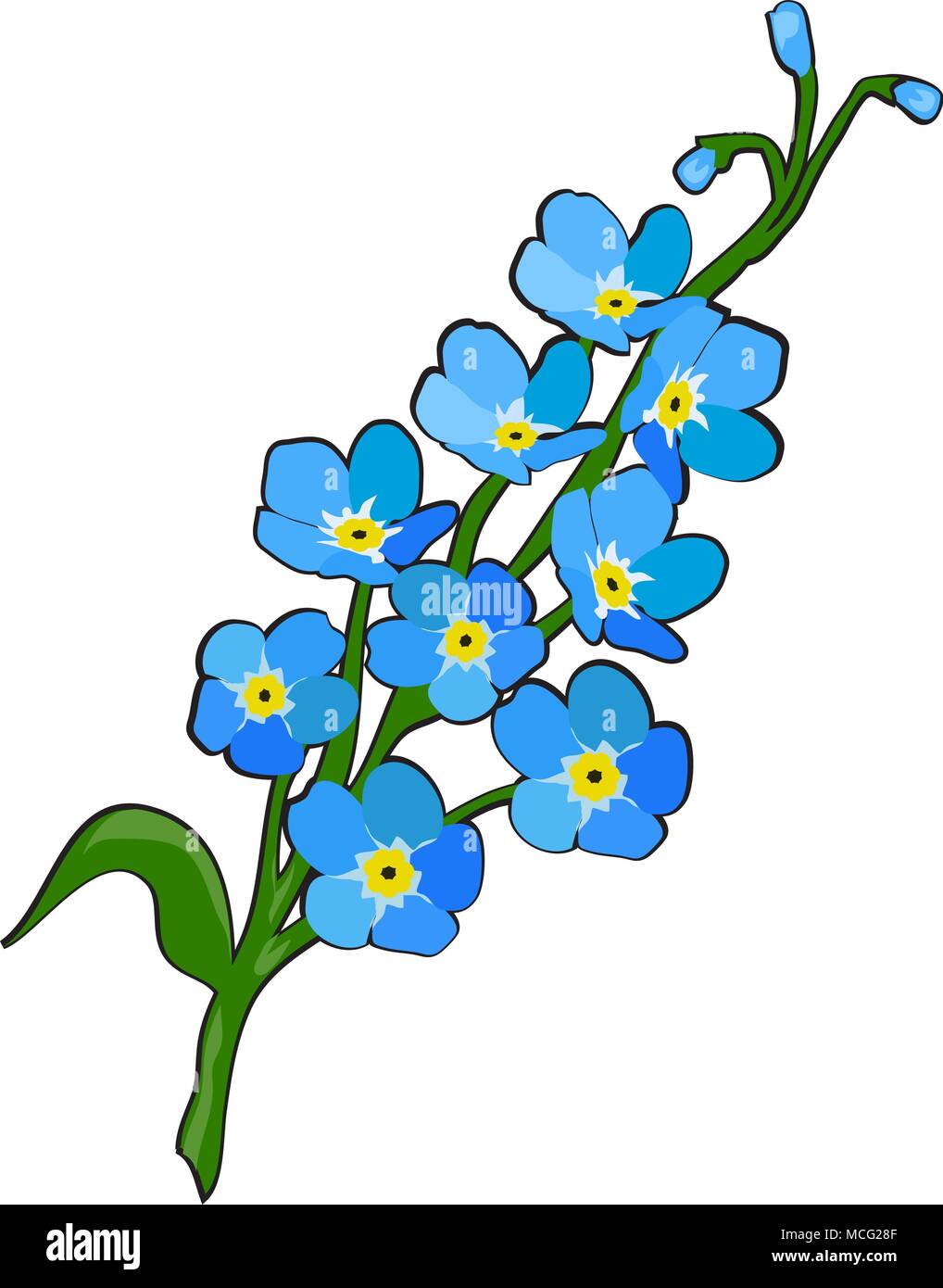 Vector illustration de fleurs ne m'oublie pas Illustration de Vecteur