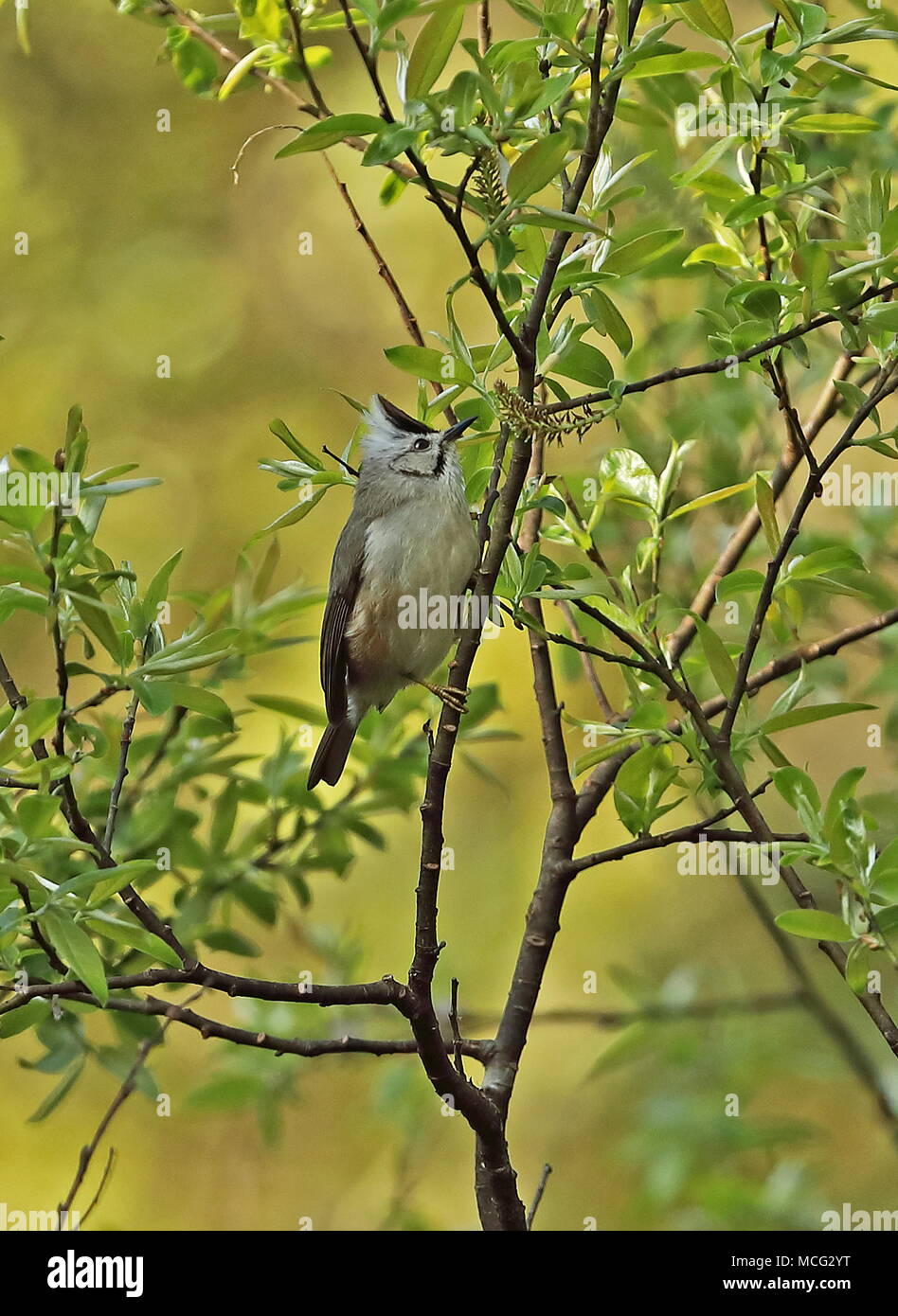 Yuhina Yuhina brunneiceps (Taiwan) des profils accroché à twig Dasyueshan National Forest, avril Taiwan Banque D'Images