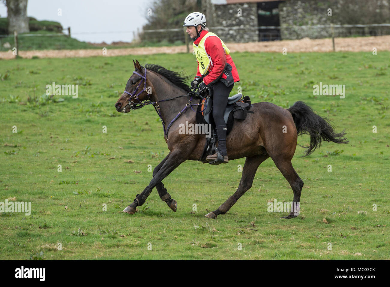 L'homme le galop un cheval sur une course d'endurance UK Banque D'Images
