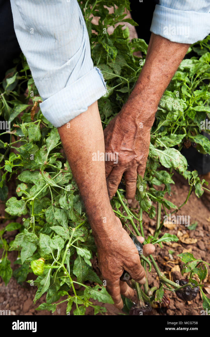 Un picker attrape une branche dans le but de récolter un chili le chili sur une ferme dans la région de Canada de Oaxaca. La ferme cultive chiles rares comme chilhuacle negros Banque D'Images