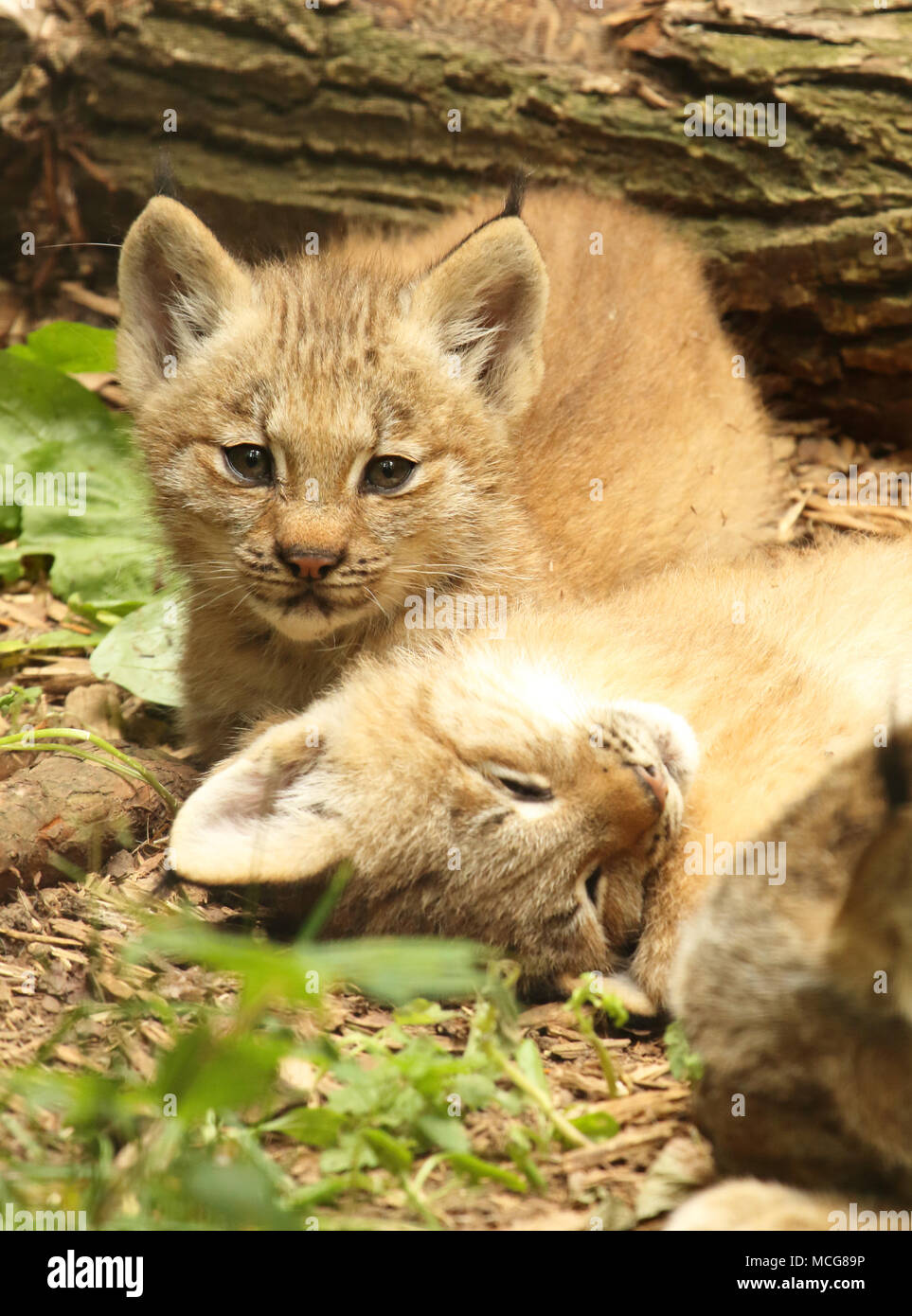 Chatons Lynx du Canada ayant une journée tranquille à leur tanière. Banque D'Images