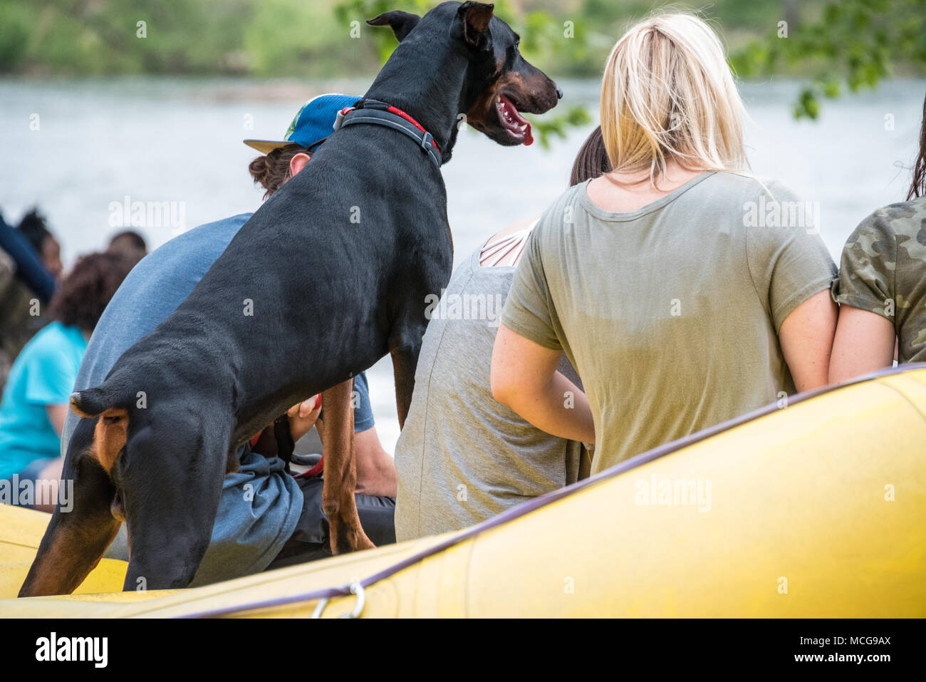 Un Dobermann s'assure qu'il ne veut pas manquer de l'action au Sud, la pagaie Kayak Freestyle USA National Championship à Columbus, en Géorgie. Banque D'Images