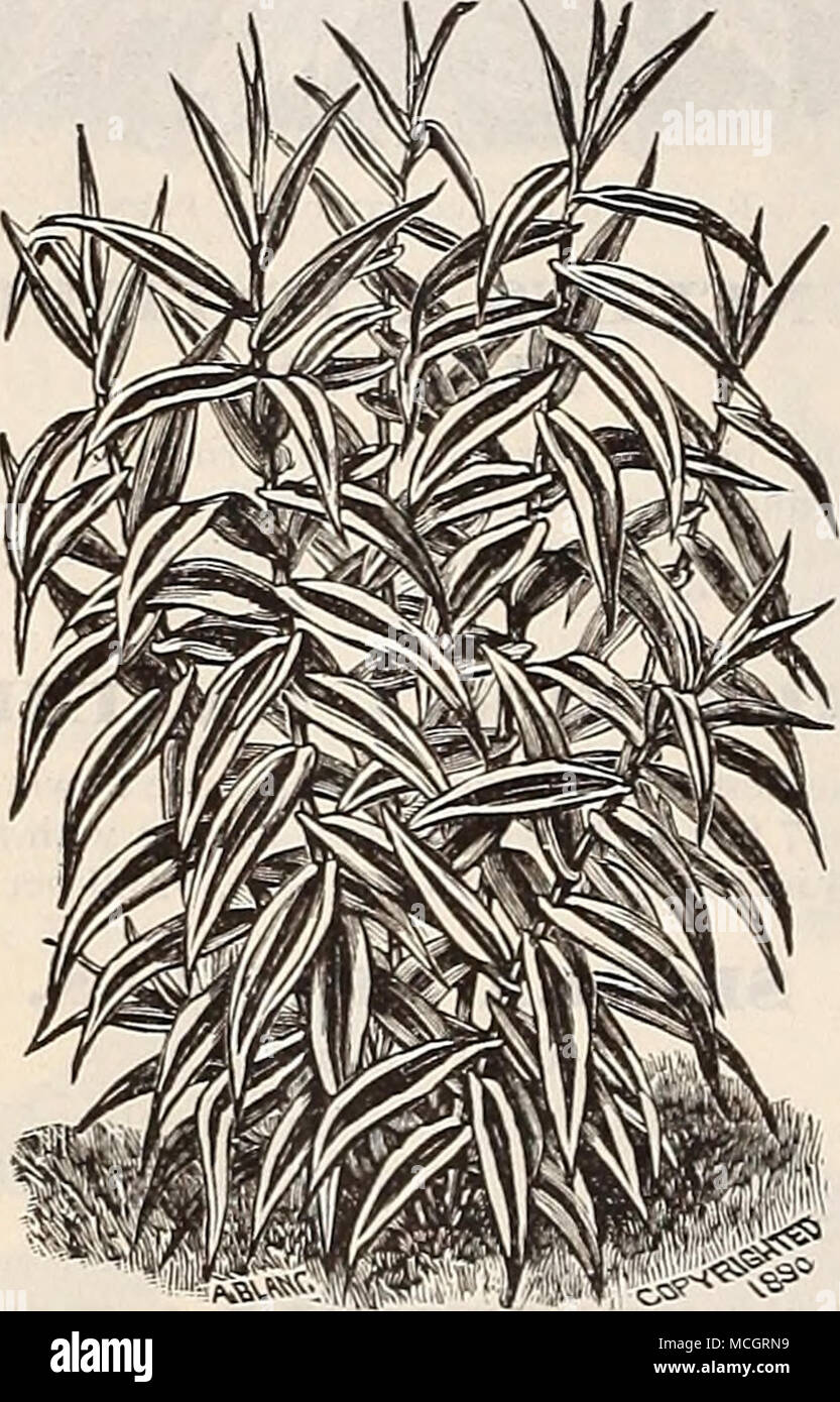 . Akundo Donax variegata. HARDY de graminées. Aruiltlo Donax. Un ...