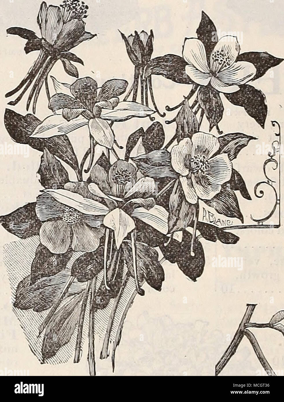 . Aqtiilegia glandulosa. (Columbine. Cette plante fleurit librement au début du printemps et été et produit de belles, curieusement formés et vari- ment ; les fleurs vivaces. Par PKT. 5143 Chrysantha (aller/den - Stimulé ). Or yel- basse ; 3 pieds 5 5146 â Chrysantha Alba {- blanc stimulé ). Un beau- tiful nouvelle variété blanc pur 105144 â coerulea. Violet-bleu et blanc ; 2 pieds 105151 â glandulosa. Belle nuance de bleu clair et blanc pur ; 2 pieds. (Voir coupe.) 15 5160 - Single, toutes les couleurs mélangées ; 2 pieds. Par oz. 30 cts.. 55150 - Double, toutes couleurs mélangées. Par oz. 40 cts 5 l'ARIST Banque D'Images