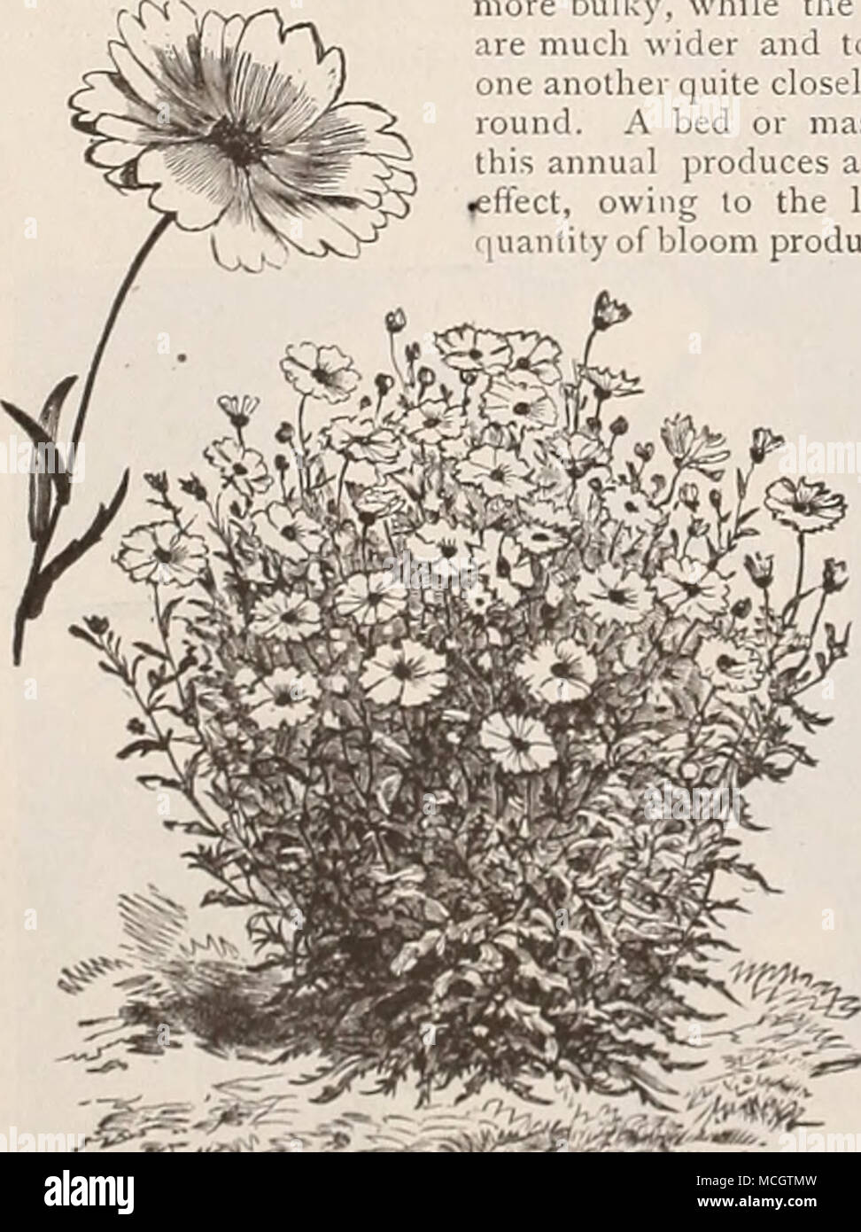 Linum Lun Des Plus Efficaces Et Voyante Les Plantes à