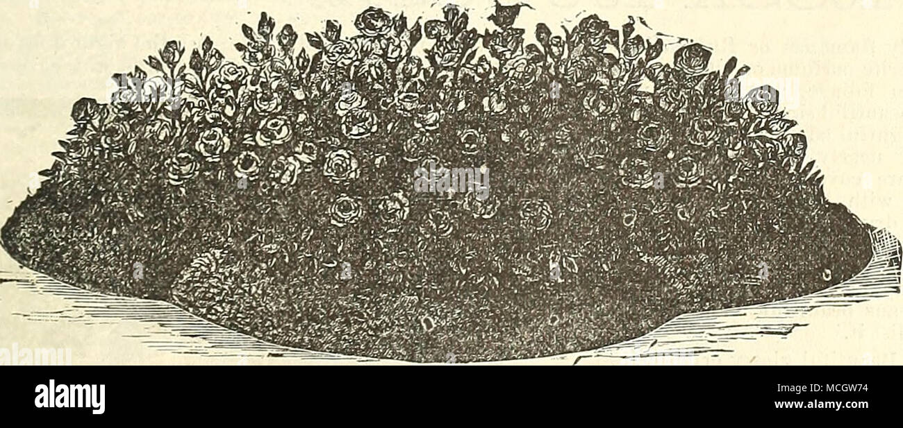 . HARDY JAMAIS-ROSIERS. L'éclat des couleurs et hardy les habitudes de cette classe, combinée à la liberté d'épanouissement, les rendent particulièrement précieux pour â la volumétrie. Ils sont également souhaitable pour la culture de la chambre. Une légère protection de feuilles ou de paille va leur permettre de se tenir debout les pires conditions météorologiques. .4.i)poline. Pleine et parfumée, une forte croissance, d'une couleur rose deen. {Agrippine écarlate de la Reine). Crimson cramoisi profond. Cels. Belle vue. Hermosa. Lumière j>encre ; très free-floraison. Marie Lambert. Blanc pur, de bonne taille, et veryfree, fixé à Hermosa dans la liberté de la floraison. Pierre Guillot. Banque D'Images . HARDY JAMAIS-ROSIERS. L'éclat des couleurs et hardy les habitudes de cette classe, combinée à la liberté d'épanouissement, les rendent particulièrement précieux pour â la volumétrie. Ils sont également souhaitable pour la culture de la chambre. Une légère protection de feuilles ou de paille va leur permettre de se tenir debout les pires conditions météorologiques. .4.i)poline. Pleine et parfumée, une forte croissance, d'une couleur rose deen. {Agrippine écarlate de la Reine). Crimson cramoisi profond. Cels. Belle vue. Hermosa. Lumière j>encre ; très free-floraison. Marie Lambert. Blanc pur, de bonne taille, et veryfree, fixé à Hermosa dans la liberté de la floraison. Pierre Guillot. Banque D'Images