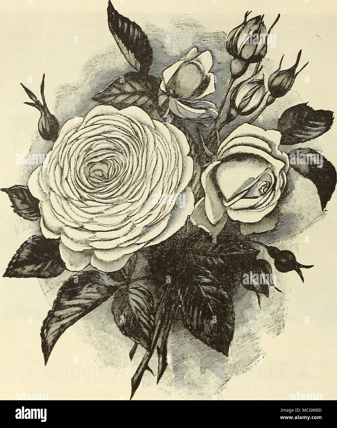 ClOTHILDE SlPERT. (PoLYANTHA) -^^- BS NOUVELLE, RARE ET LE CHOIX DES  VARIÉTÉS. Nouveau "Rose Polyantha Clothilde Supert." Cette très belle  variété est entièrement distincte de toutes les autres Polyautha roses, les