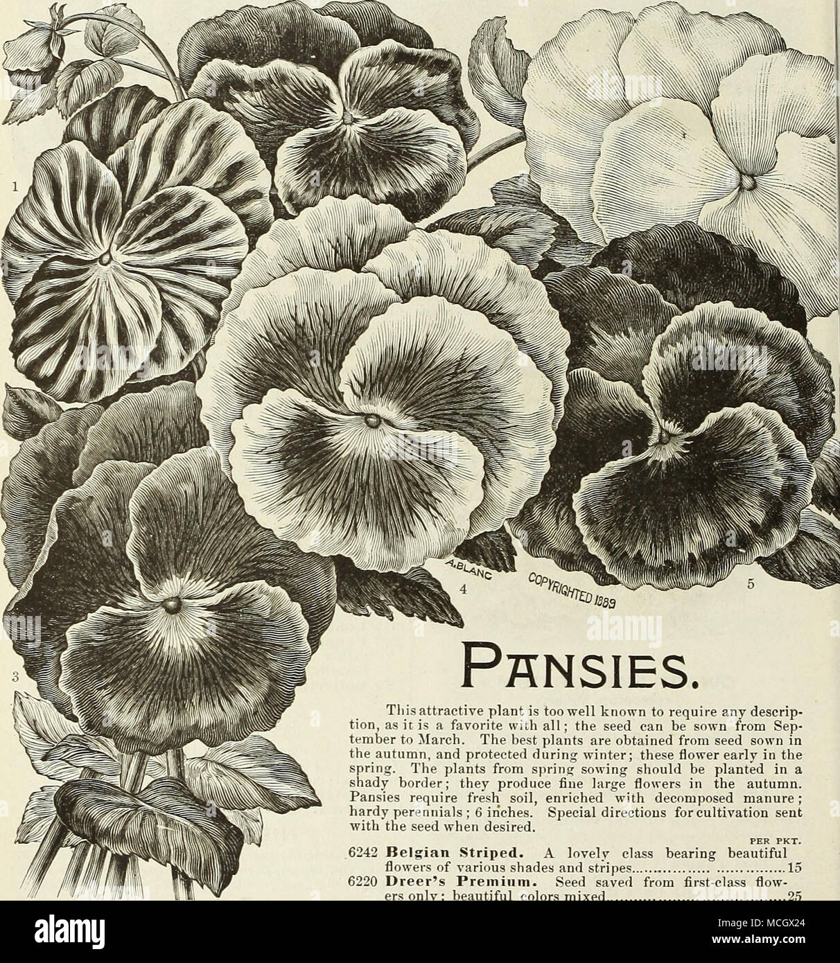. 1. Rayé belge. 2. Snow Queen. 3. Trimardeau. 4. Odier. 5. Mikado. 6221 L'Empereur Guillaume. Grand beau garder à profusion bien au-dessus du feuillage brillant, bleu d'outremer, avec un oeil pourpre violet 15 6223 Faust [le roi des noirs). Presque noir, le plus sombre des connu 1,5 Cette belle pensée plante est trop bien connu d'exiger d'une descrip- tion, comme c'est un favori avec tous ; les semences peuvent être semées à partir de septembre à mars. Les meilleures plantes sont obtenues à partir de graines semées en automne, et protégés pendant l'hiver ; ces premières fleurs du printemps. Les plantes de semis de printemps devraient être Banque D'Images