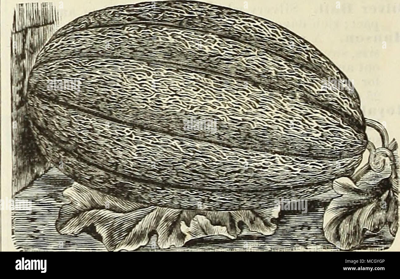 Hackensack Hackensack L Un Des Tout Meilleurs Melons Sur Le Marche De Grande Taille Et Une Apparence Attrayante Il Est Tres Productif D Excellente Saveur Et Est Cultive Dans Certaines Sections A