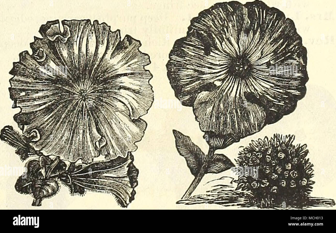 . Incomparable. Blanc, beau et rincée avec rose délicate, d'éclaboussures et marbrée de cramoisi ; franges finement. La princesse. Violet, Rose veiné de lumière de la gorge. Les progrès. Rosy carmine, éclaboussé et marbré de blanc ; franges finement. Startler. Crimson, riche d'un blanc pur, tranchant la gorge violet veiné. White la perfection. Avec,pur e, profondément frangé ; un beau et désirable de variété. 15 cts. Chaque ; 1,50 $ par douz. Hancock, Maryland - Plantes " a reçu en excellent état. Accepter un grand merci pour la sélection et le grand soin que vous affiché dans leur emballage." -J. J. Koontz. Banque D'Images