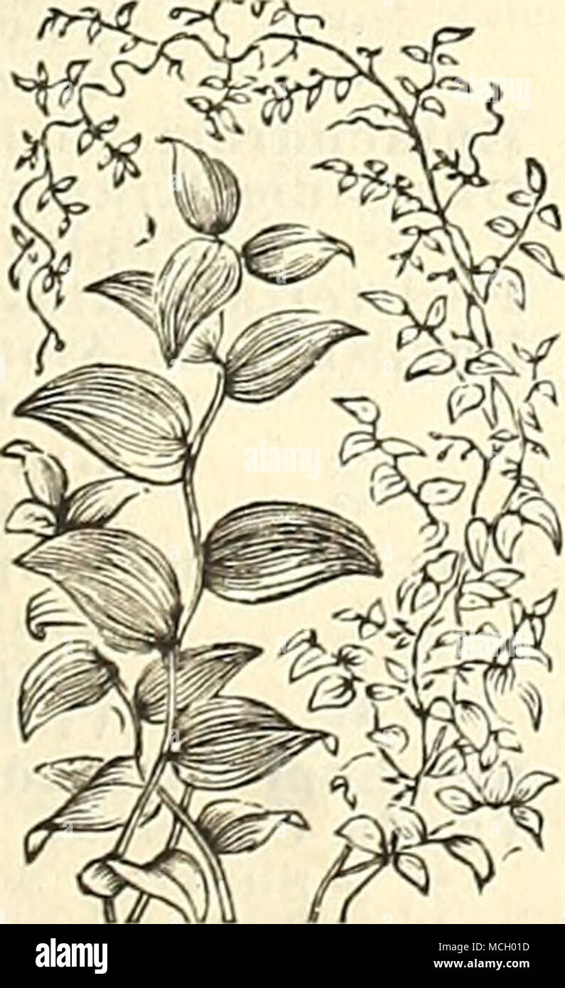 Smilax Laurier Rose Nerium Belles Plantes De Culture