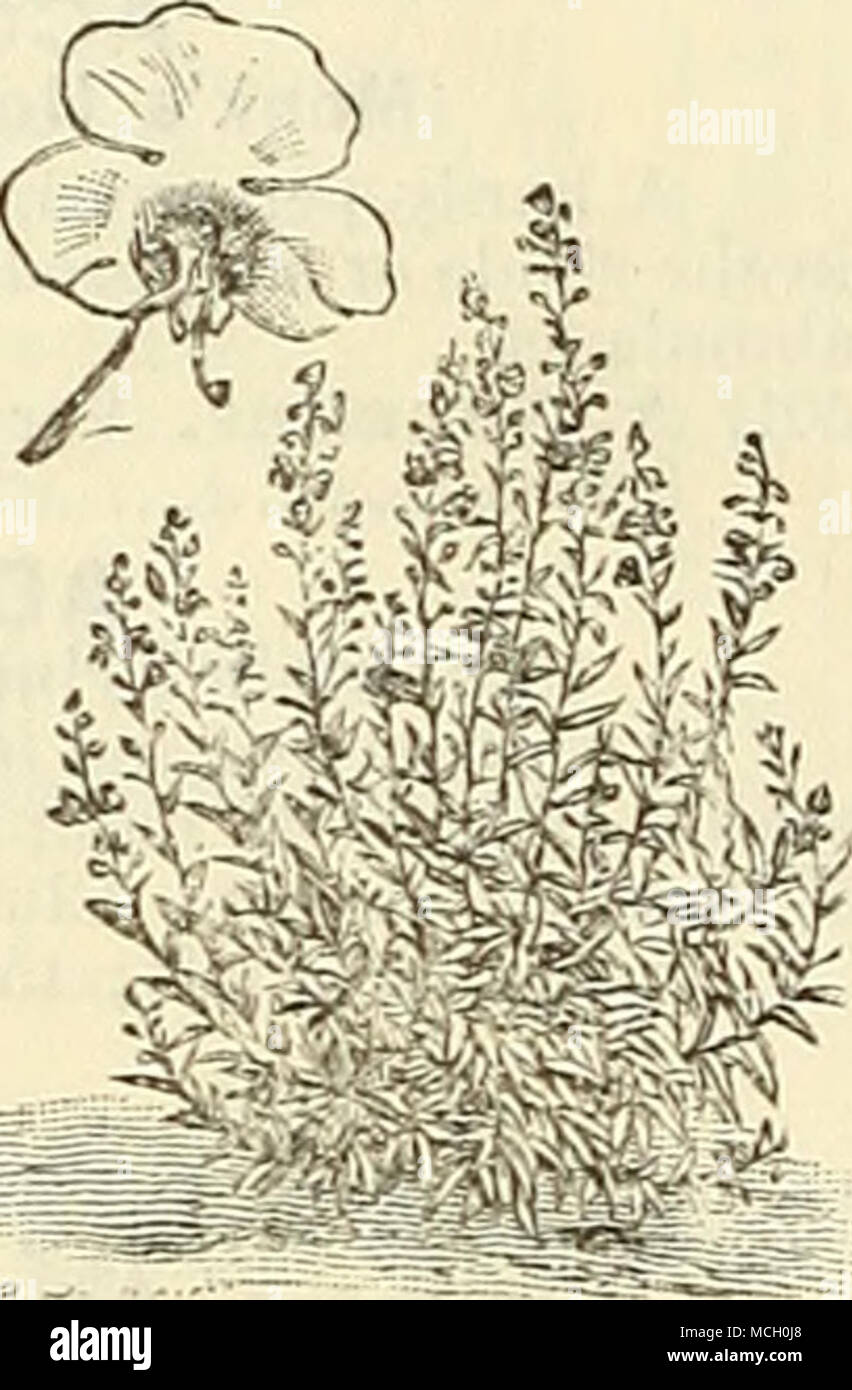 Agrostemma Alonsoa Lallamanda Evergreen Poêle Grimpeurs