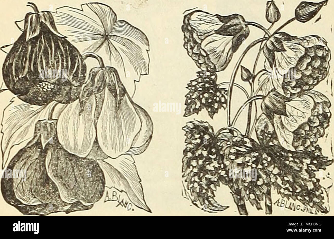 . Hybkid Aeutilo.ns. Thompson ! . Plena Anreum maculatum. Tacheté de jaune et vert foli- age, fleurs jaune, veiné de Crimson ; amende pour rib- bon d'appoint. Boule de Neige. Beau, blanc pur ; libre épanouissement. Brillant. Nain rouge vif, l'habitude. Drap d'or. Jaune d'or, douce fleur. Couronne d'or. Belle et profonde jaune soufre. Le Crusader. Cinabre riche ; grand écarlate. L'empereur. Claret crimson, grande et fine. Firefly. Scarlet saumon riche ; très bien. Scarlet Royal. Écarlate brillant, très libre et Nain. Geiri écarlate. Rouge brillant, nain, petit feuillage. Tempête de neige. Blanc pur, d'AQEP Banque D'Images