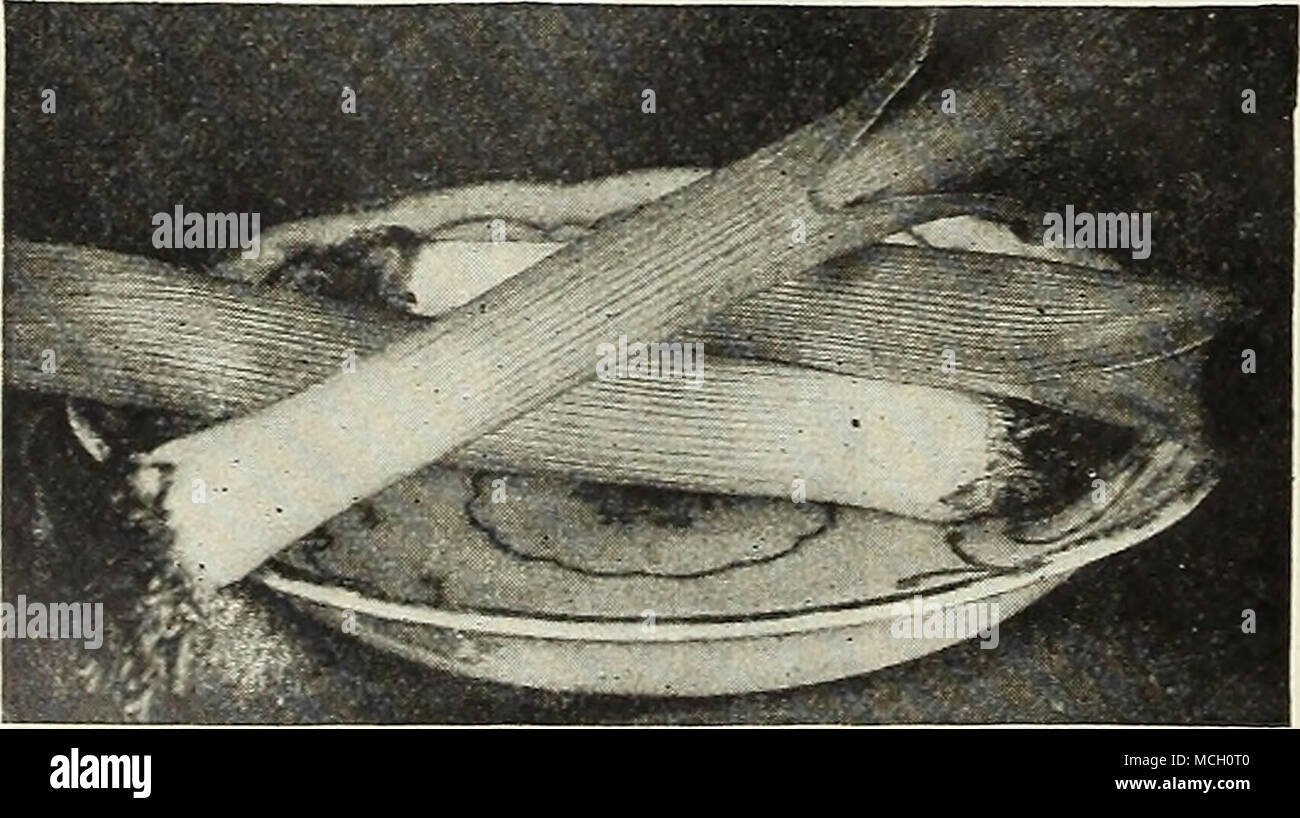 . ,. , Fk. ^^^^HR^^^» B&gt ; les savoirs traditionnels 1 poireau Musselburgh KOHL-RABI pousse l'ampoule au-dessus du sol et ressemble à un navet. Il est habituellement préparé bouilli et servi comme des navets avec une robe- ing, et propose à la fois la saveur du chou et du navet. Les semences peuvent être semées jusqu'au milieu de l'été. Plus tôt d'Erfurt, un livre blanc, variété d'offres, avec racine lisse et haut très court ; la meilleure variété pour la culture en plein air, tkt., 10 cts. ; j'oz., 20 cts. ; oz., 30 cts. ; je lb., 85 cts. Début Blanc ou Vert Vienne. Chair blanche et tendre. Pour utiliser la table de tri standard. Pkt., 10 cts. ; 3 oz., 20 cts. ; oz., 30 cts. ; je lb., 85 Banque D'Images