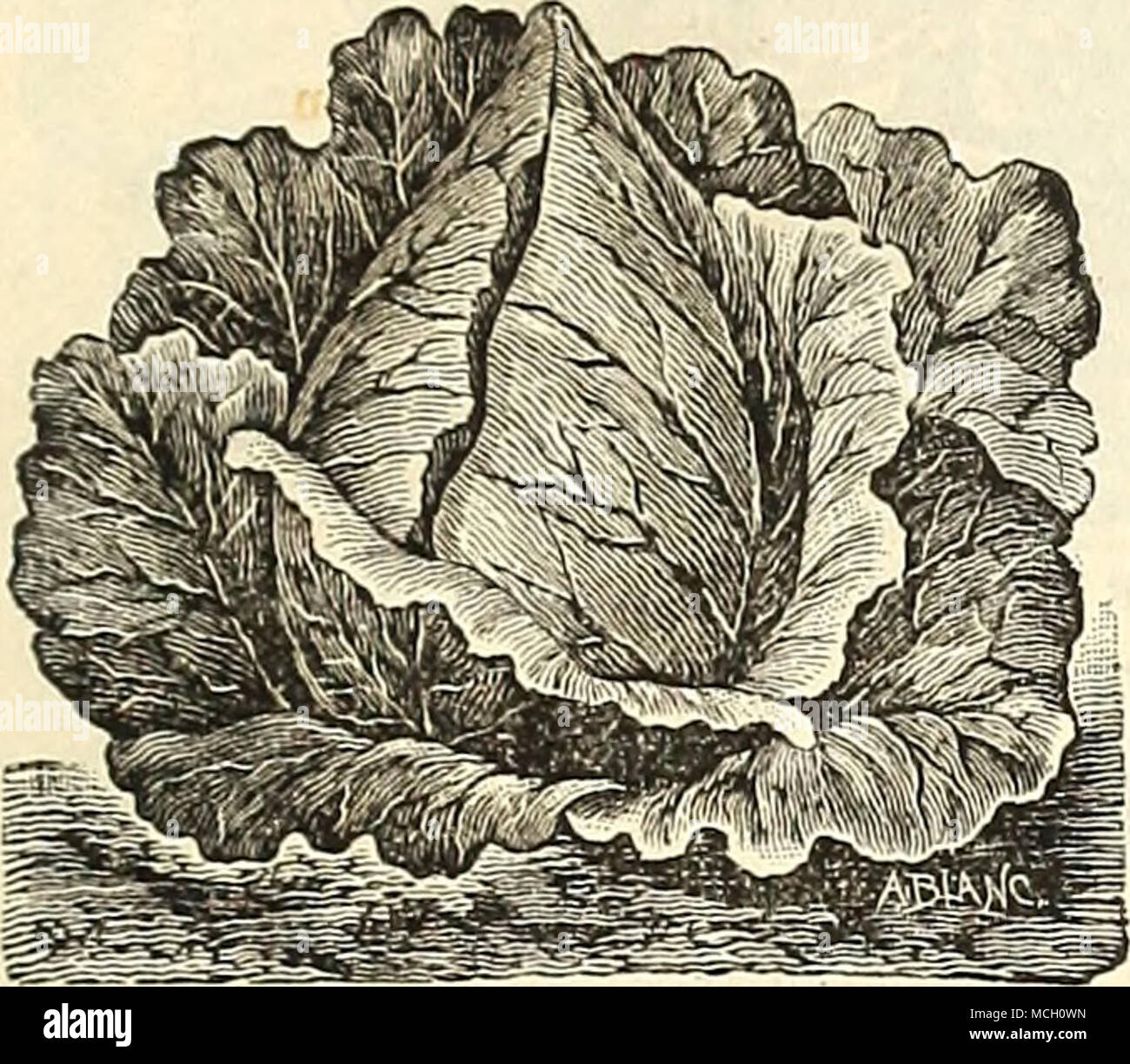 . LAKLY. WlNNIGSTADT Début du marché de Paris. Quelques jours plus tard que les premiers Oxheart, mais de taille plus grande et plus en forme, presque sans feuilles détachées. L'un des plus grands producteurs de variétés précoces parmi la deuxième, et d'ex- cellente qualité. Pkt. 10 cts., oz. 40 cts., ± lb. $1.00. Début de Winnigstadt. Une variété d'offres et solides ; bon pour soit tôt ou tard. Pkt. 5 cts., oz. 20 cts., i lb. 50 cts. Début de l'amélioration de la télévision du Nouveau-Brunswick. Le meilleur début de télévision néerlandais pour les maraîchers ; soit comme un deuxième tri précoce ou tardive ; tronc court, de grandes têtes solides ; bien sûr. Pkt. 10 cts., oz. 30 cts., i lb. 75 cts Banque D'Images