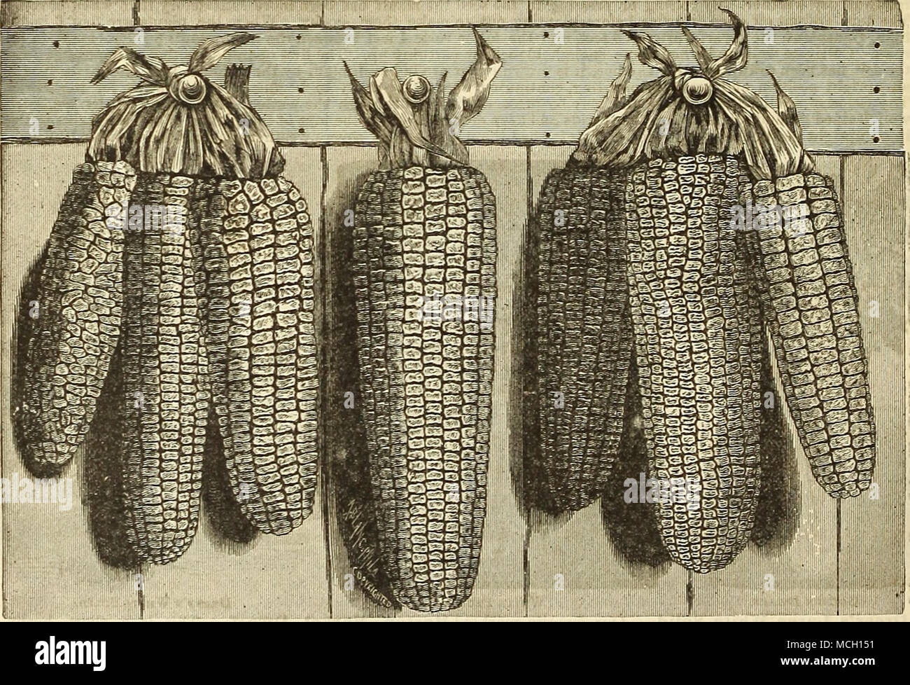 . Petit bijou. Au début de l'agrafeuse. Au début du Crosby-. Rusly.n hv Adams' très tôt. La variété la plus ancienne et la plus robuste pour l'utilisation de la table, et peuvent être plantés plus tôt que les autres, mais n'est pas un maïs doux ; blanc, céréales et en retrait de l'oreille courte. Ear 5 cts., pkt. 10 cts., qt. 20 cts., Peck -SI.25. Tom Pouce très tôt. L'un des plus doux et le plus tendre des premières variétés naines, produisant un pro- fusion des oreilles de bonne taille en deux mois de temps de plantins :. Ear 5 cts., pkt. 10 cts., qt. 20 cts., Peck $1.25. :Iiliiiiiiiliiiiiiiiiiiiiiiiiiiife !iil : Kid. Mexicaine noir. Evergreen. Makbleheau. J'Marblehea Banque D'Images