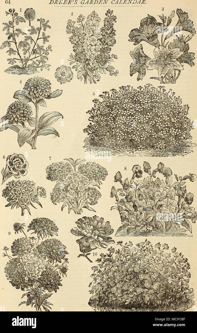 . I. Des plantes sensibles, ou Mimosa pudica. 2. Grande fleur de dix semaines, nain des stocks. 3. Large-Flowering Salpiglossis Variété. 4. Sanvitalia Procumbens Flore Pleno. 5. Tagetes Signata pumila. 6. Sweet William Double-Flowering Variété. 7. Sweet William Single-Flowering Variété. 8. Torénia Fouknieki. 9. Scaeiosa la variété, ou de deuil mariée. 10. Silene Pendula Fl. Pl., ou Double silène. Banque D'Images