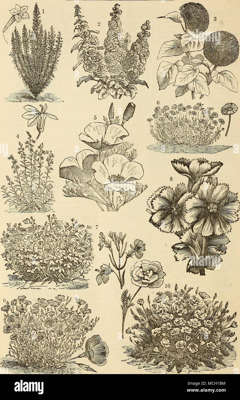 . I. Tpomopsis elegans, ou debout Cypress. 2. Rose Trémière double supplémentaire. 3. Helianthus Globosus Fistulosus. 4. Lobelia cardinalis. 5. slngle eschscholtzia, ou Pavot de californie. 6. Gaillardia Variété. 7. Lobelia Erinus speciosa, Crystal Palace. 8. Lychnis Hybkida Haageana Variété. 9 llnum gkandiflorum. coccineum. IO. ESCHSCHOLTZIA, OU DOUBLE PAVOT DE CALIFORNIE. Banque D'Images