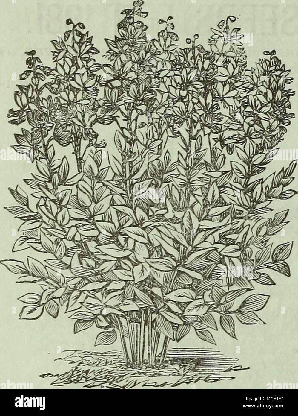 . DICTAMNU ; ;ella variété. Utilisation des fleurs doubles uniquement ; bien qu'il toujours pro- duces certaines plantes à fleurs simples ; hauteur, 4 pouces. Pkt., 25 cts. ' DELPHINIUM, Cashmerianum. Une nouvelle plante vivace Larkspur, produisant de très fines du moine bleu foncé-capot-comme des fleurs sur les tiges, de 15 pouces de haut, en corymbes, de six personnes ou plus. Pkt., 25 cts. DELPHINIUM, Ranunculiflora Nana (Ranunculus Nain fleur violet brunâtre Larkspur). Cette nouvelle variété se développe 15 pouces de haut, et forme un bouquet compact en forme de colonne, avec de nombreux épis de fleurs violet-brun brillant ; le sommet des pointes en cours de l'uniforme Banque D'Images