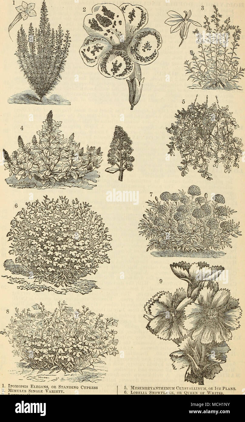 . 1. Ipomopsis elegans, ou Cypeess Article I. MiMULus seule variété. 3. Lobelia cardinalis. 4. Variété Mignonette. 5. Mesemeeyanthemum Ckystallinvm ou usine à glace. . Lobelia flocon, ou la Reine ou les Blancs. I 7. Oeillet d'Inde nain. I 8. Lobelia Erinus Speciosa Crystal Palace. 9. Lychnis Hybrida Haageana. Banque D'Images