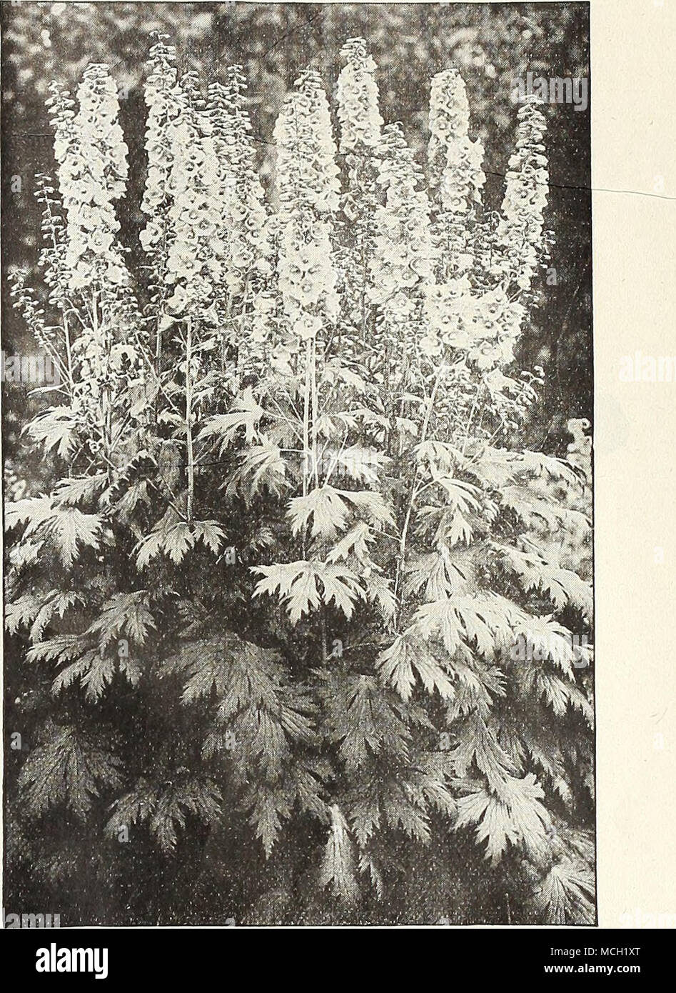 . Médaille d'or Dreer Delphinium hybride ou DELPHINIUMS HARDY LARKSPURS Les semences peuvent être semées tout moment pendant l'été ou au début de l'automne, lorsque les conditions météorologiques sont favorables. Par PKT. 2240 Médaille d'hybrides. C'est une de nos spécialités les plus importantes, et est sans conteste la plus belle de souche hybrides mixtes jamais offert. Le stock d'origine est venu d'Angleterre, et était composé des meilleurs variétés nommées. Les plantes sont d'habitude fort, vigoureux, avec de grandes fleurs sur deux pointes de pieds et plus long, la majorité d'exécution en nuances plus légères de bleu. Par j oz., 60 cts. ; par oz., 2 $ 0 $ 15 2218 Bella Banque D'Images