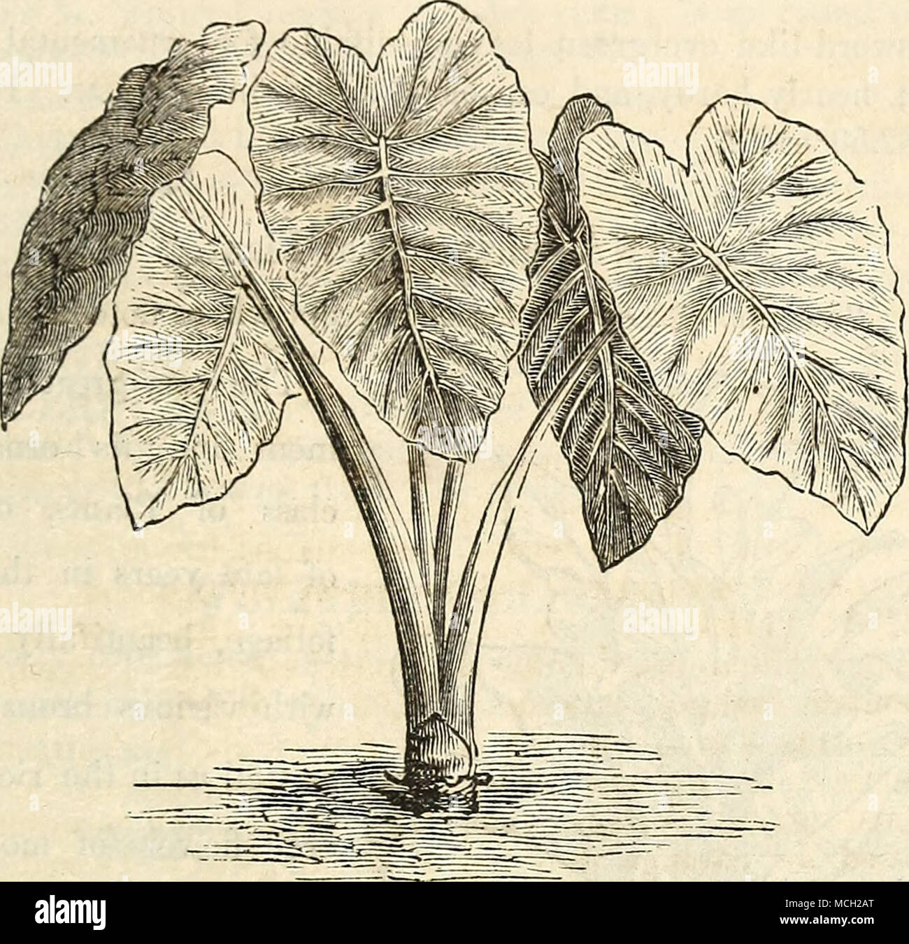 Lot 10 grandes feuilles /"squelette/" VERT FONCE