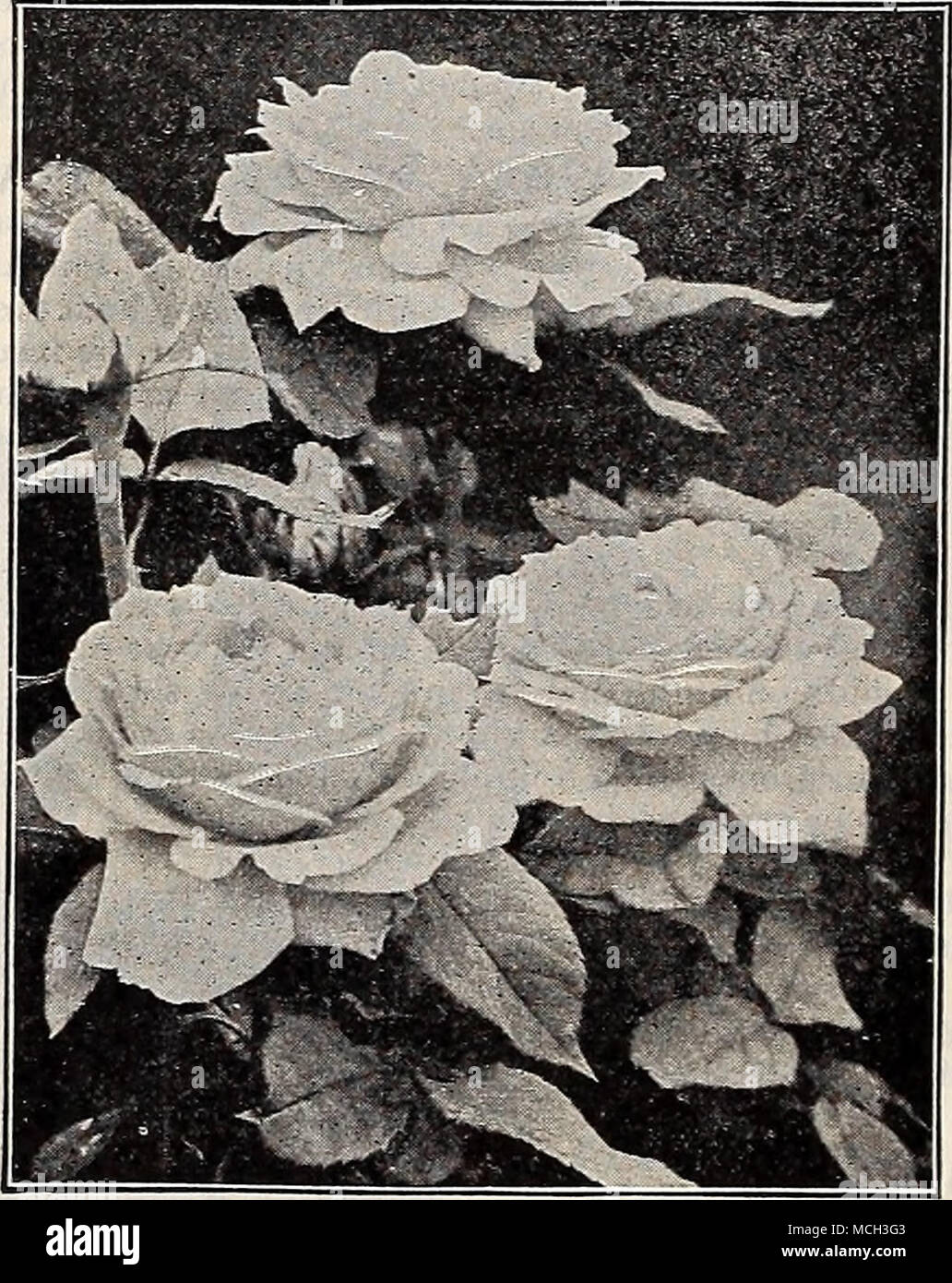 Karl Druschki Fkai Perpetuel Hybride Rose Rambler Bebe Rose Nouveau Rosier Grimpant Lili L Oti Une Clim Bing Rose Polyantha Introduit En Provenance Du Japon Qui Lorsque Bien Formes Est Tres Attrayant Les