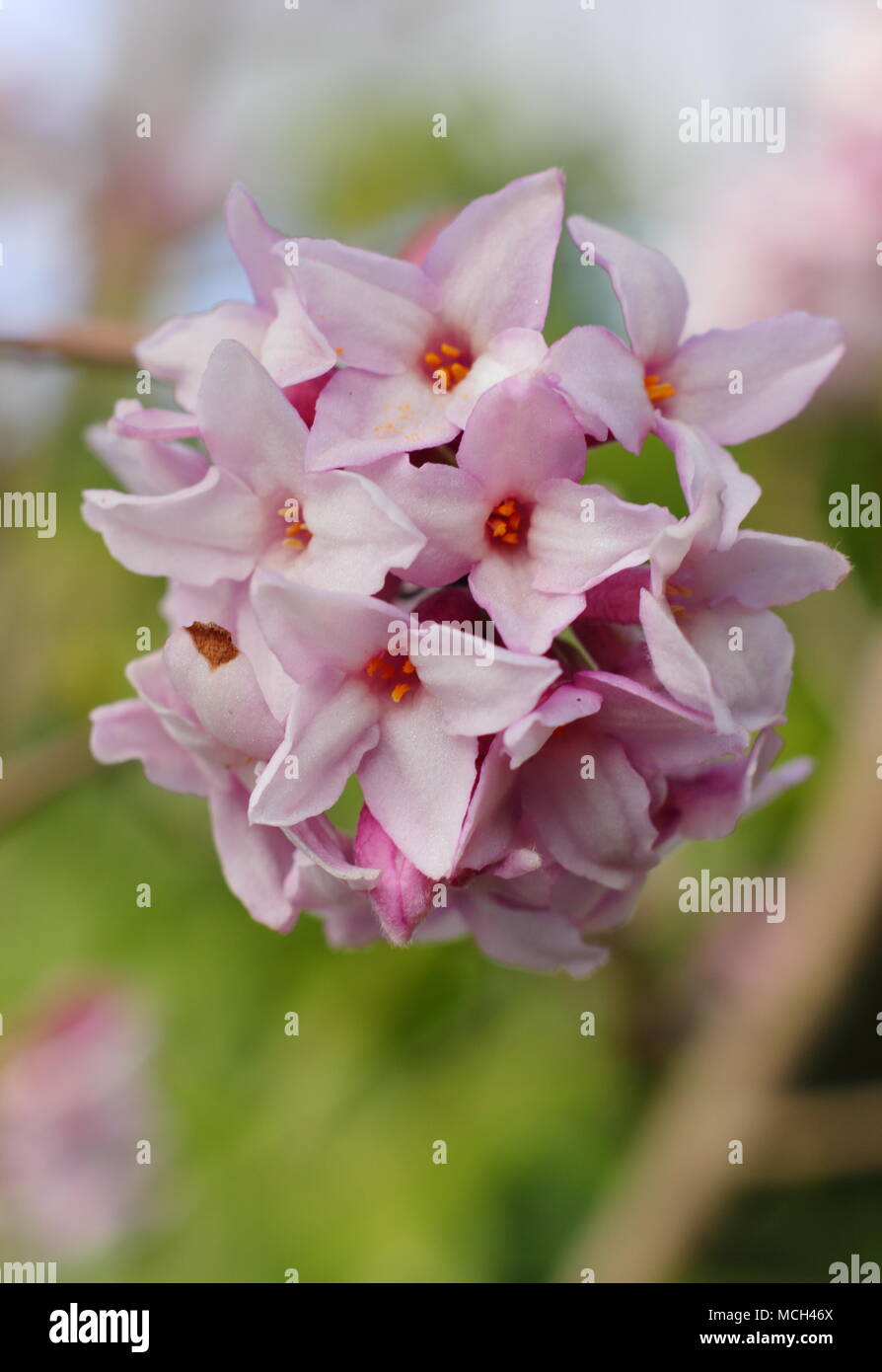 Postill Daphné bholua 'Jacqueline', la fin de l'hiver, la floraison arbuste très parfumées, UK Banque D'Images