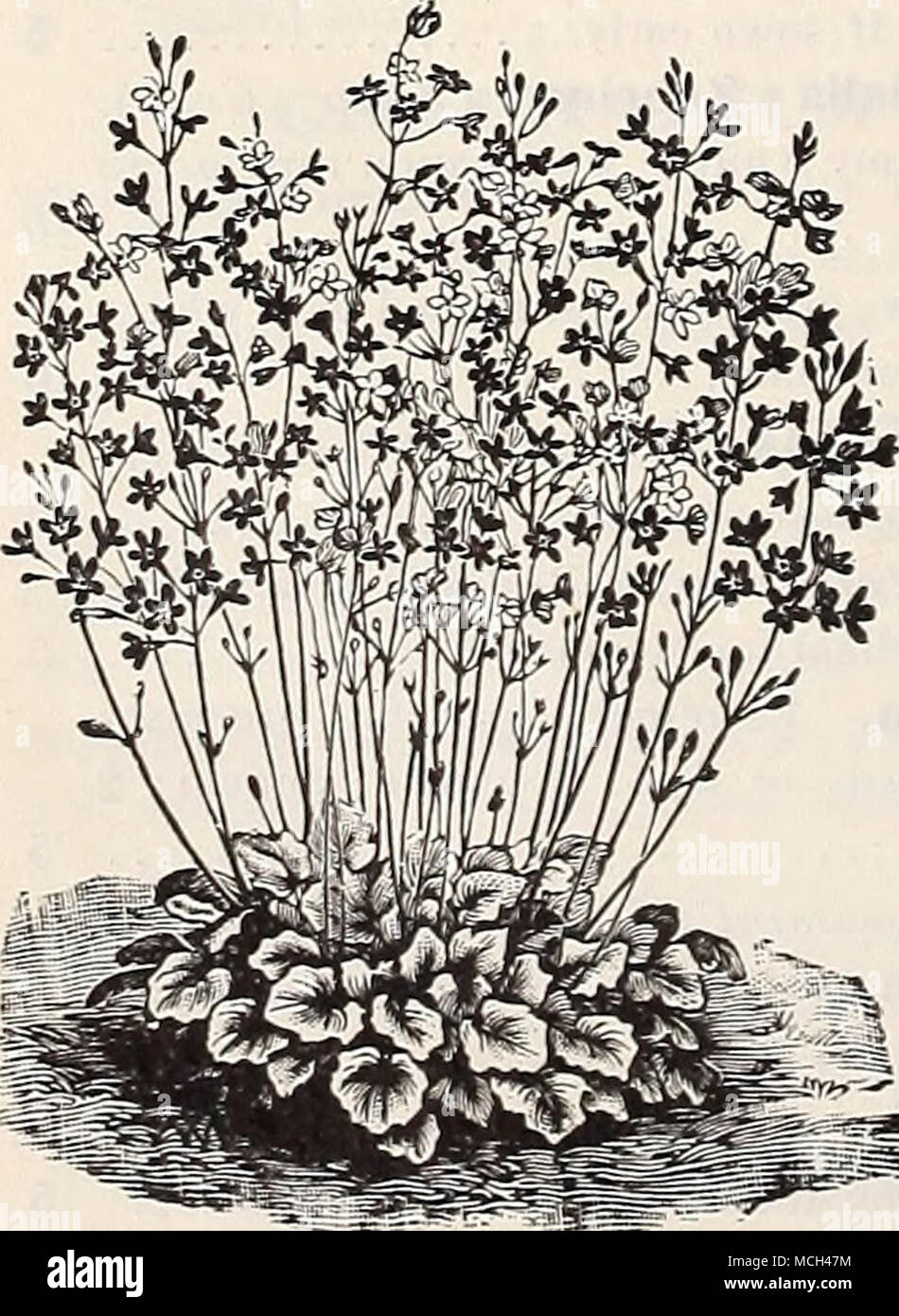 â â Heuchera Sanguinea Riower Helichrysum Paille 2720