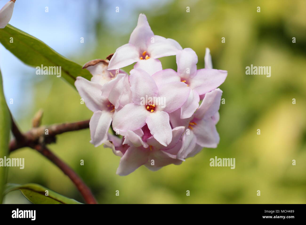 Daphne bholua 'Jacqueline' Postill,. Postill Daphné 'Jacqueline' floraison d'hiver, arbuste très parfumées, UK Banque D'Images