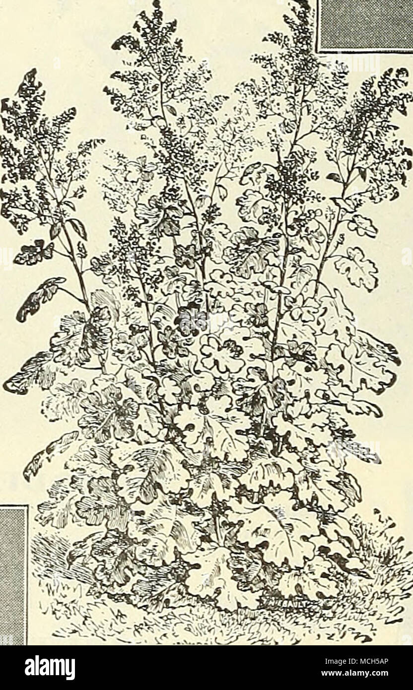 Hardy Sier Bocconia Plume Poppy Ou Arbre Celandine