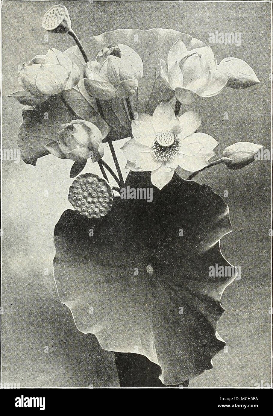 . Nelumbium speciosum (Lotus égyptien). Pygraea alba. Une variété miniature, passant de 12 à 18 pouces de haut ; fleurs blanches, ressemblant à une tulipe ; utile pour les bains à remous. 1,50 $ chacun. Shiroman. Cette superbe variété est sans doute la plus grandiose jamais introduites ; les fleurs sont énormes, Blanche-neige ex- ceedingly, double et porté par des tiges robustes bien au-dessus du feuillage ; c'est un producteur très libre et vigoureuse à floraison précoce, et tout aussi résistante que la célèbre N. Speciosum. 5,00 $ chacun les prix indiqués ci-dessus sont pour les tubercules. Les plantes cultivées en pot peuvent être fournis après le mois de juin à st &lt;à l'avance de 25  %. Pour Banque D'Images