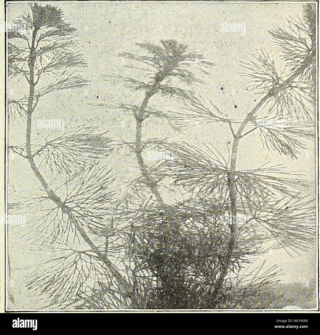 . Cabomba Viridifolia (Washington) Herbe Cyperus. Différentes sortes. (Voir page 112.) [Eichhornia jacinthe d'eau). (Voir page 112.) Limnobium Frog-Bit Spongla [American). Vert foncé, feuilles en forme de cœur, violacés en dessous. 10 cts. Chaque ; $100 par douz. Limnocharis ( eau Coquelicot). (Voir page 112.) Ludwigia. Mulerttii Une plante avec des tiges submergées flottant ; la petite feuilles ovales sont d'un vert bronze brillant : produit de petites fleurs jaunes au-dessus de l'eau. 15 cts. Chaque ; 1,50 $ par doz. riyriophyllum [Parrot's Feather). (Voir page 112.) [Pistia stratiotes laitue d'eau). Une plante d'aquarium ornement ; fo Banque D'Images