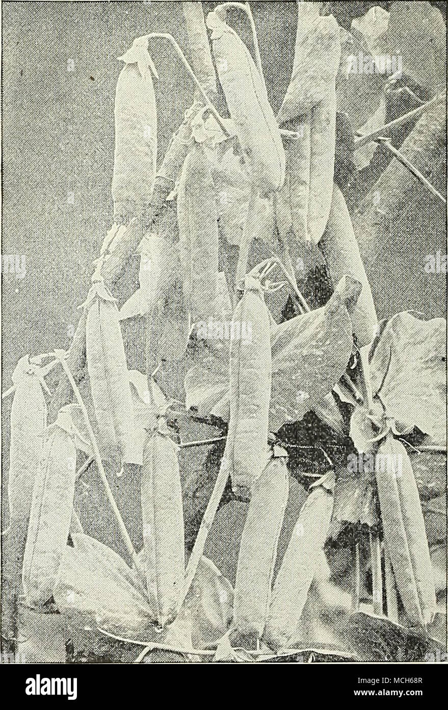 . ' Thom.vs Laxton" Pois. MA.RKF,T GARDENF piircliase.sk qui sort des pois en boisseau finl pi-i&Lt ; !es de toutes les variétés dans notre SPECI.4.t, marché ftAR.- DENER'.S CAT.LOGUE. Il est envoyé gratuitement à tous les wlio faire une entreprise de camionnage. Si vous êtes un maraîcher écrire pour elle. Banque D'Images