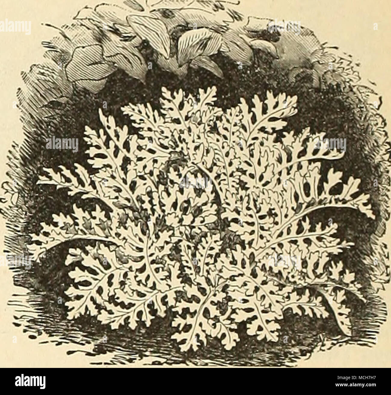 . CiNBKARIA MARITIMA. Chrysanthème.âContinued. Tr. pkt. inodorum plenissimum 20 frutescens grandiflorum (Panj jDa ?jy) ... 20 Grande fleur japonaise je 00 KTr. Cineraria hybrida choix mixte, grand "1 très . hybrida choix mixte, dwarf J amende . hybrida, Dreer' s, Grand Prix "1 les meilleurs 60 souches » » »/ nain offert 60 hybrida mixte double 60 Tr. pkt. maritima candidissima " 10 15 acanthifolia Clarkia, seul double mixte mixed Clematis flammula, Virgin's Bower 10 paniculata 25 grande fleur hybrides (Jackmani) .... 30 Cleome pungens ( Ci't ? ;//.S ;*"^''''â Banque D'Images