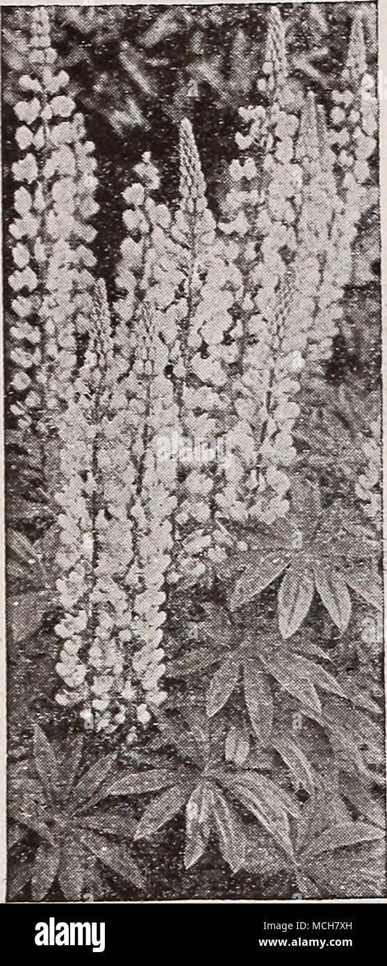 . LwiariaâHonesty Moonwort, Â® 2801 Biennis alba. 3 ft. Biennale. Très apprécié pour les membranes argentées de la gousse qui durent tout au long de l'hiver. Fleurs blanches voyantes en juin. Pkt. 10c ; oz. 25C. LupinusâLupine {Polyphyllus® Â Â Washington Hardy || lupin). 3 ft. Un type seigneuriale qui fleurit en mai et juin. Â jty.tfj 3052 RoSe | Toute variété : 3053 White &gt ; Pkt. 10c ; 3054 Blue j j'oz- 25c- ' Moerheimi .jm 3055. Rose et rose. ^^3'1 très voyante. Pkt. 15c ; J'oz. 40c. }MoLMii»-^^M 3056 Sunshine. Belles fleurs jaune clair. Pkt. 10c ; oz. 25C. 3057 Tons terre cuite. ^ très attrayant. P Banque D'Images