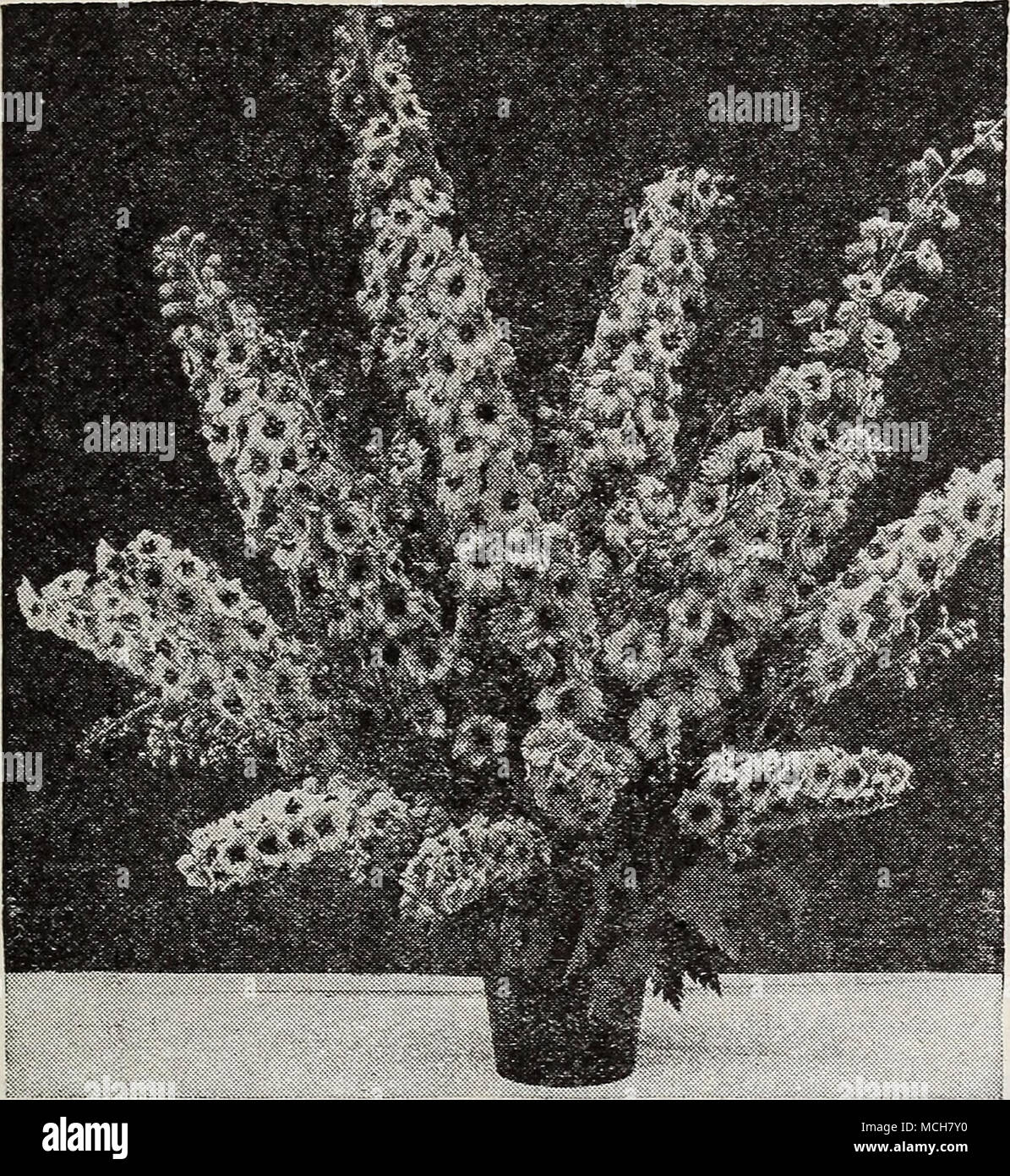 . Les hybrides du Pacifique géant le plus beau de tous les fins de précision étonnamment Delphinium de fleurons de placement . Fine . feuillage . L'uniformité de l'habitude . rare . . A marqué la résistance aux maladies . Haut de pics impressionnants . s'effile légèrement formation -ce sont les mots utilisés par les plus grands spécialistes de Delphinium décrivant cette nouvelle souche remarquable. Le plus célèbre et le plus glorieux de tous les Delphinium. De gigantesques vraiment extra- hauteur avec grandes fleurs joliment espacées sur une longue pointe. 2171 tons bleu foncé. 2173 tons bleu clair. Lumière 2175 tons Lavande. Shad Pastel 2176 Banque D'Images